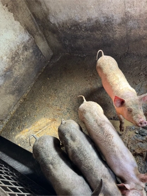 Porci de rasa  ( peste 4 luni jumatate ) - imagine 5