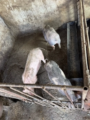Porci de rasa  ( peste 4 luni jumatate )
