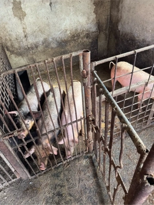 Porci de rasa  ( peste 4 luni jumatate ) - imagine 4