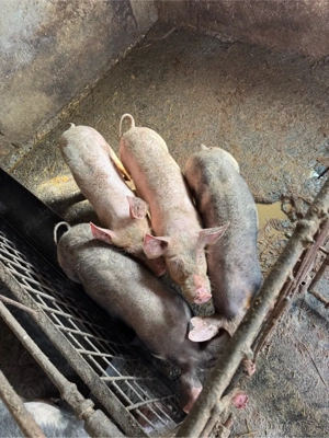 Porci de rasa  ( peste 4 luni jumatate ) - imagine 2