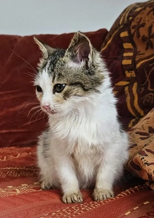 Metisi Norvegiana de padure pui - imagine 5