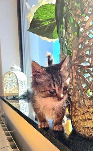 Metisi Norvegiana de padure pui - imagine 4