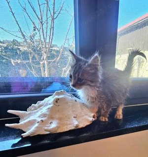 Metisi Norvegiana de padure pui - imagine 3