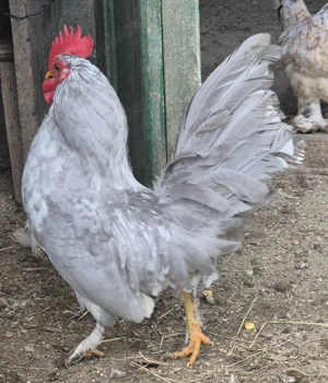 Găini Americane Pitici  - imagine 4