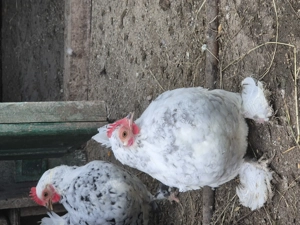 Găini Americane Pitici  - imagine 3