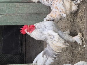 Găini Americane Pitici  - imagine 2