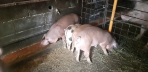 vand grasuni de 3 luni