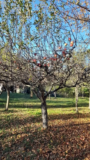 Inchiriere - imagine 3