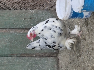 Găini Americane Pitici  - imagine 5