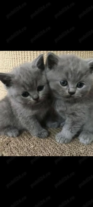 British blue!! !asigurăm transport 