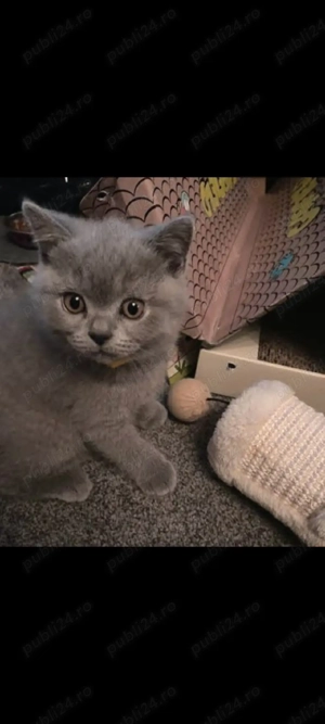 British Shorthair blue!!!
