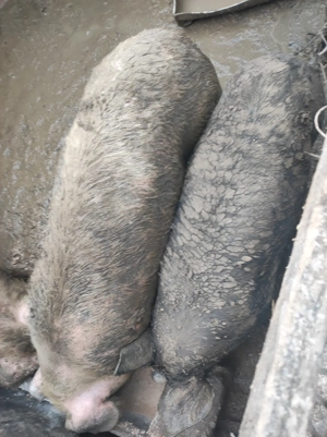 Vand porci crescuți bio  - imagine 2