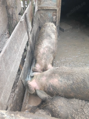 Vand porci crescuți bio  - imagine 4