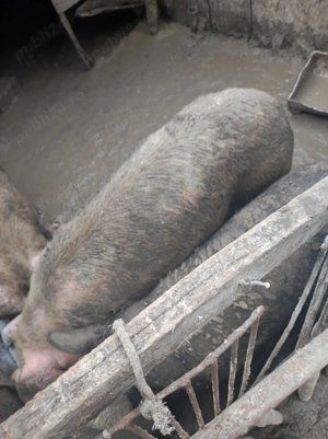 Vand porci crescuți bio  - imagine 3