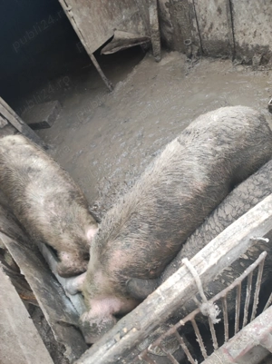 Vand porci crescuți bio 