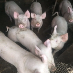 Vînd grăsuni  Marele alb 