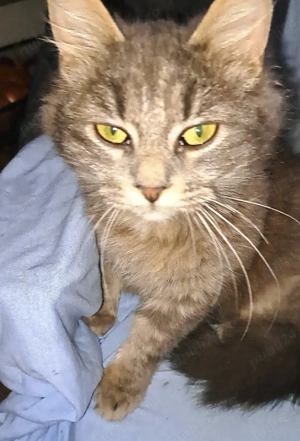 Pentru adopție două pisicuțe