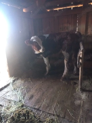 vand baltat romanesc - imagine 2