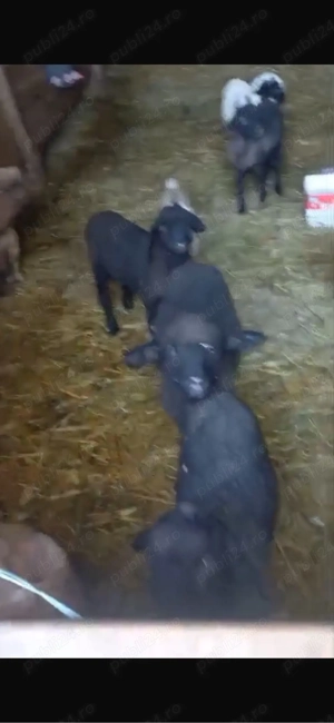 vand miei carabas - imagine 2