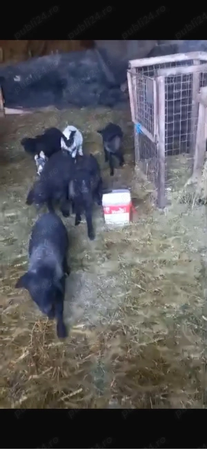 vand miei carabas - imagine 3