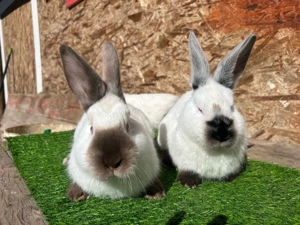 Pui Californian ! - imagine 2