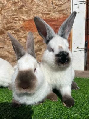 Pui Californian ! - imagine 4