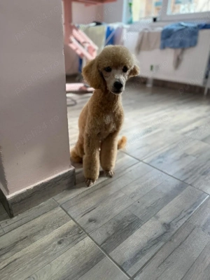 Băiat poodle-caniche roșu  - imagine 3