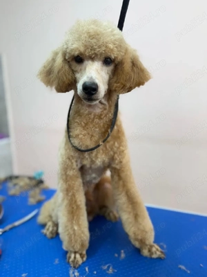 Băiat poodle-caniche roșu  - imagine 2