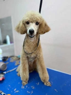 Băiat poodle-caniche roșu 