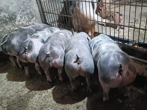 vand purcei pietrain 