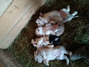 Câini ciobănesc asia centrală - imagine 3