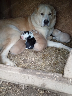 Câini ciobănesc asia centrală - imagine 2