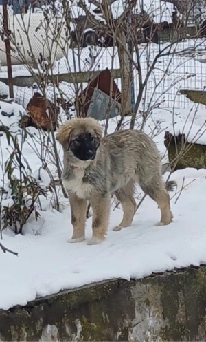 Pui Ciobanesc Romanesc Carpatin cu pedigree