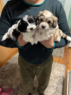 De vinzare bisoni havanezi 2fetite 