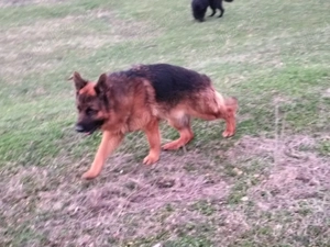 Cățelușă Ciobanesc german ofertă pina mâine perechea la 700 euro - imagine 3