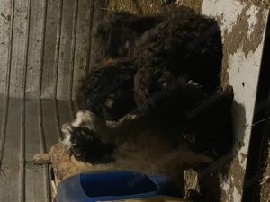 Cățeluși Lagotto Trufe - imagine 3