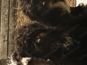 Cățeluși Lagotto Trufe - imagine 5