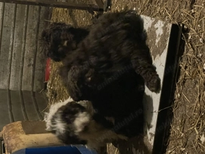 Cățeluși Lagotto Trufe - imagine 2