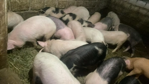 Purcei de vânzare zona petrova  - imagine 2