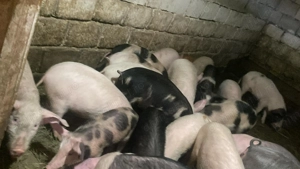 Purcei de vânzare zona petrova 