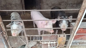 Porci vanzare !  