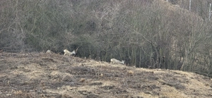 Apartament renovat 2 camere decomandate dressing cu garaj zona Vivo - imagine 9