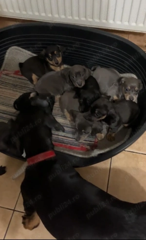 Pui teckel - imagine 2