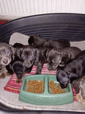 Pui teckel - imagine 3