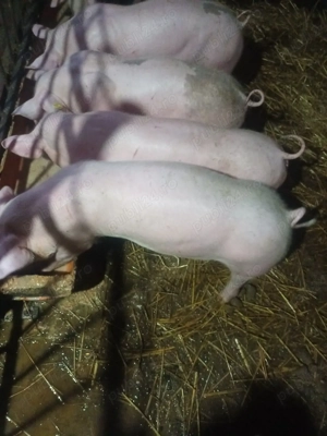 purcei de vanzare  9 săptămâni 