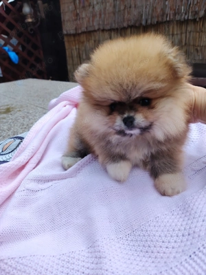 Pomeranian fetiță  - imagine 2