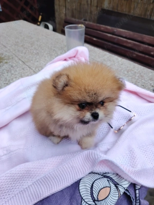 Pomeranian fetiță  - imagine 4