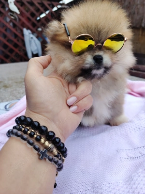 Pomeranian fetiță  - imagine 3