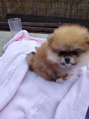 Pomeranian fetiță  - imagine 5