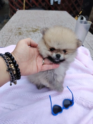 Băiețel pomeranian - imagine 2